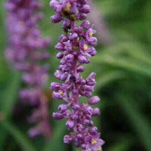 Liriope muscari ‘Royal Purple’ – foto illustrativa della pianta