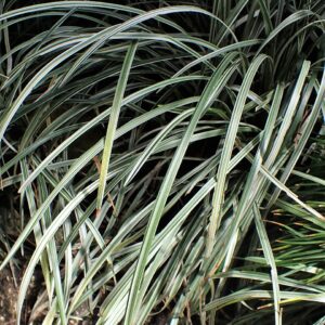 Liriope muscari ‘Silver Dragon’ – foto illustrativa della pianta