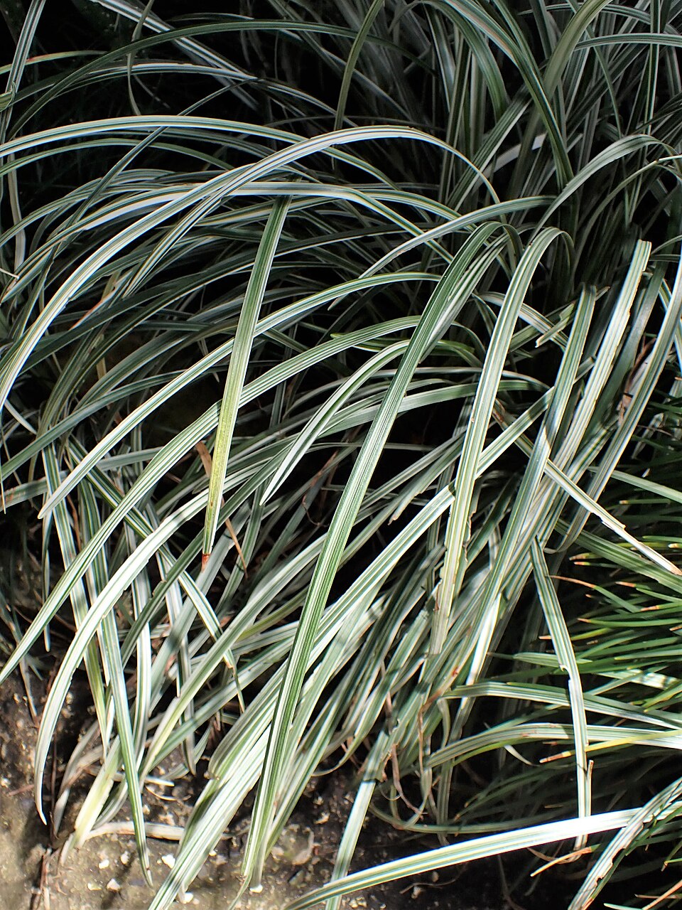 Liriope muscari ‘Silver Dragon’ – foto illustrativa della pianta