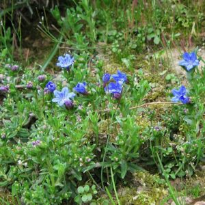 Lithodora diffusa ‘Heavenly Blue’ – foto illustrativa della pianta