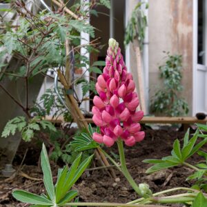 Lupinus russell ‘The Chatelaine’ – foto illustrativa della pianta