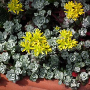 Sedum spathulifolium ‘Cape Blanco’