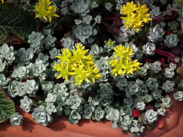 Sedum spathulifolium ‘Cape Blanco’