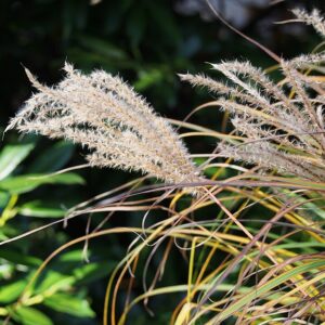 Miscanthus sinensis ‘Farner Osten’
