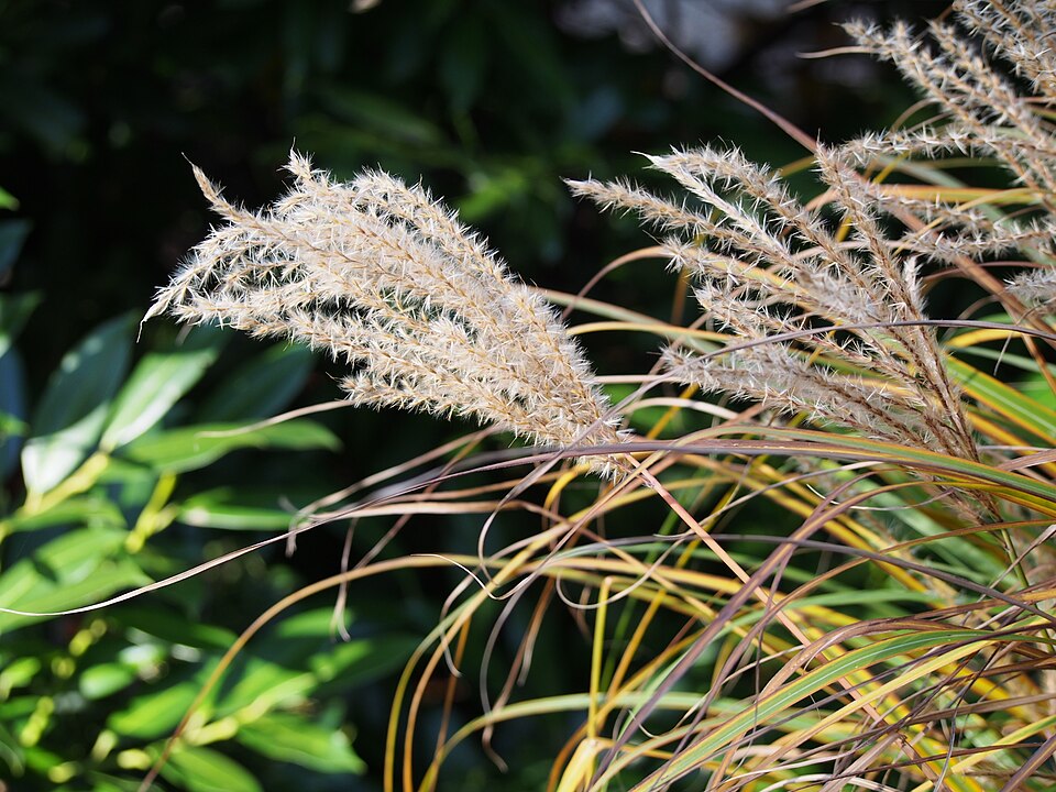 Miscanthus sinensis ‘Farner Osten’