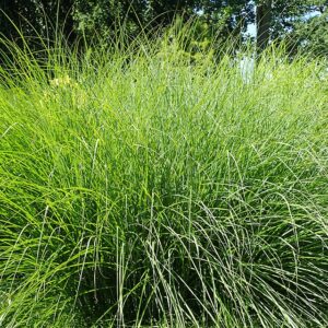 Miscanthus sinensis ‘Gracillimus’ – foto illustrativa della pianta