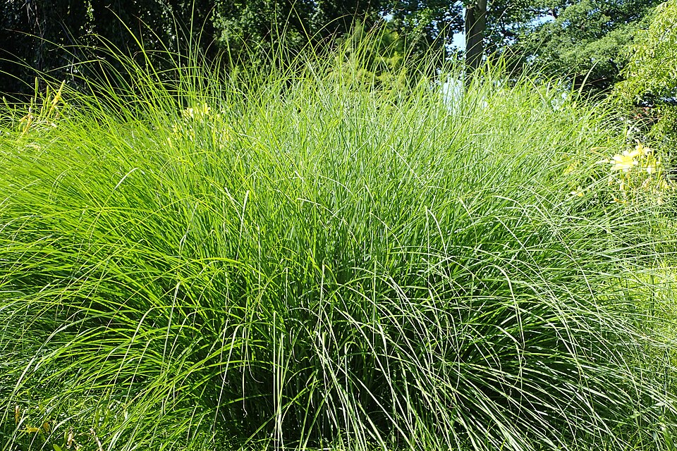 Miscanthus sinensis ‘Gracillimus’ – foto illustrativa della pianta