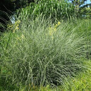 Miscanthus sinensis ‘Morning Light’ – foto illustrativa della pianta