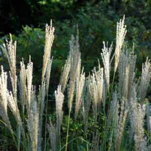 Miscanthus transmorissonensis – foto illustrativa della pianta