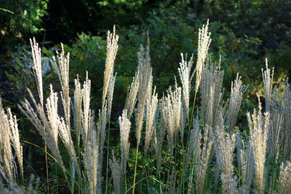 Miscanthus transmorissonensis – foto illustrativa della pianta