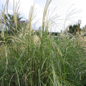 Miscanthus sinensis ‘Adagio’ – foto illustrativa della pianta