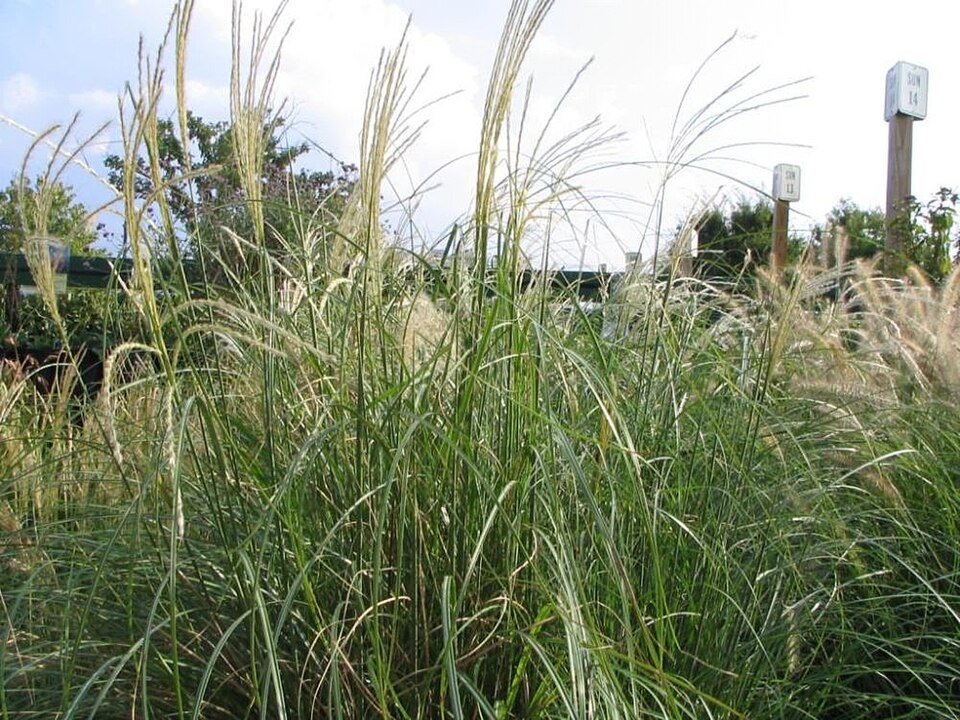 Miscanthus sinensis ‘Adagio’ – foto illustrativa della pianta