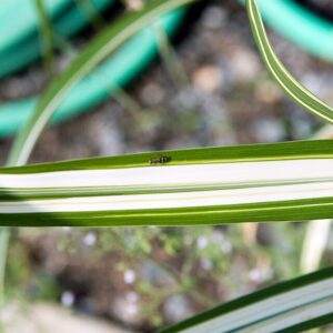 Miscanthus ‘Cabaret’ – foto illustrativa della pianta