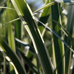 Miscanthus ‘Cosmopolitan’ – foto illustrativa della pianta