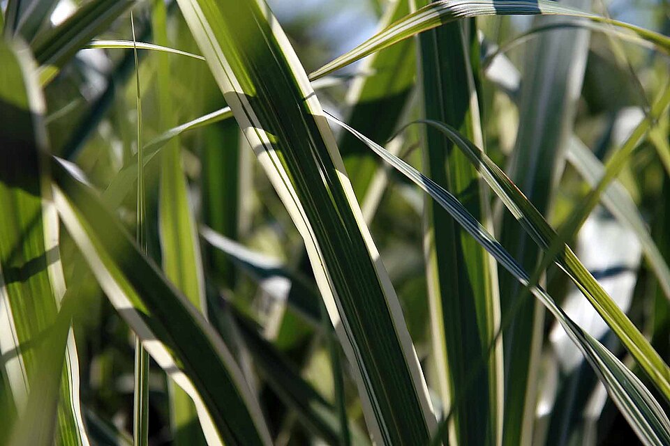 Miscanthus ‘Cosmopolitan’ – foto illustrativa della pianta