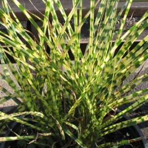 Miscanthus sinensis ‘Gold Bar’ ® – foto illustrativa della pianta