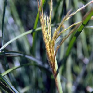 Miscanthus sinensis ‘Graziella’ – foto illustrativa della pianta