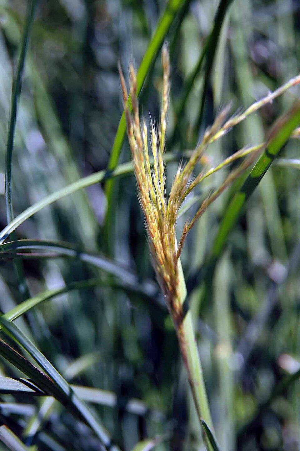 Miscanthus sinensis ‘Graziella’ – foto illustrativa della pianta