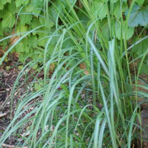 Miscanthus sinensis ‘Malepartus’ – foto illustrativa della pianta