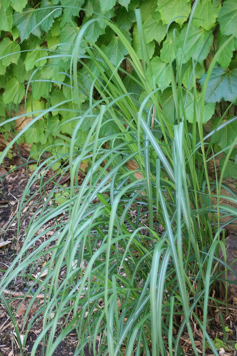 Miscanthus sinensis ‘Malepartus’ – foto illustrativa della pianta