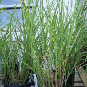 Miscanthus sinensis ‘Strictus’ – foto illustrativa della pianta