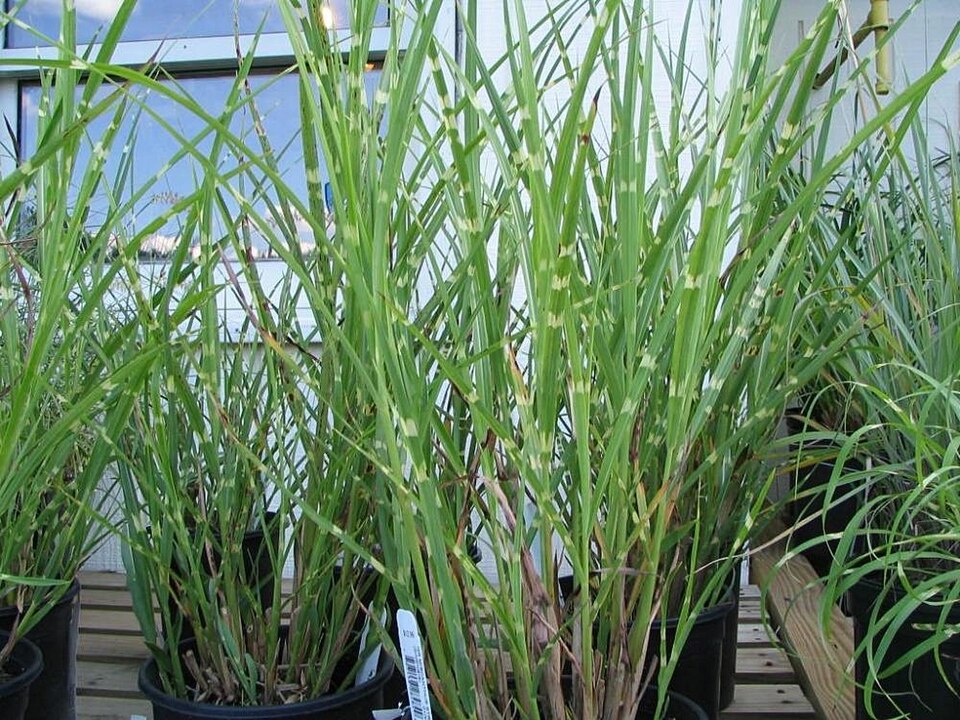Miscanthus sinensis ‘Strictus’ – foto illustrativa della pianta