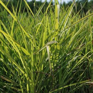 Miscanthus sinensis ‘Purpurascens’ – foto illustrativa della pianta