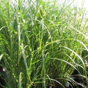 Miscanthus sinensis ‘Zebrinus’ – foto illustrativa della pianta