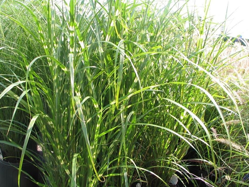 Miscanthus sinensis ‘Zebrinus’ – foto illustrativa della pianta