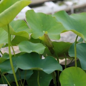 Nelumbo alba ‘Grandiflora’ – foto illustrativa della pianta