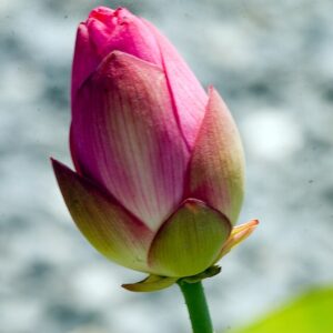 Nelumbo rosea ‘Plena’ – foto illustrativa della pianta