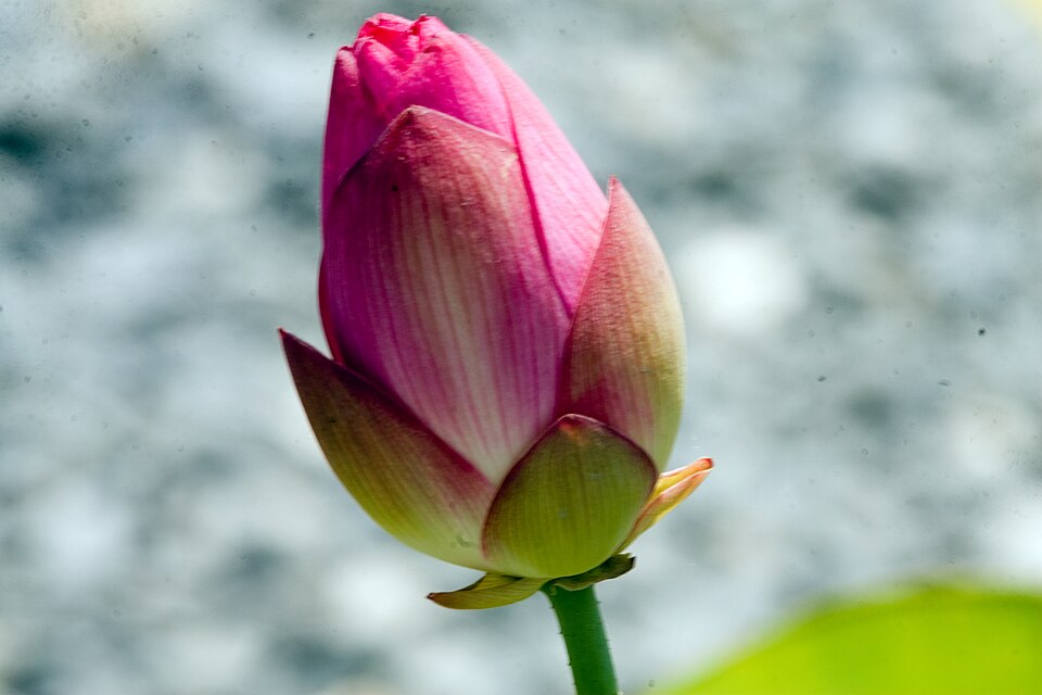 Nelumbo rosea ‘Plena’ – foto illustrativa della pianta