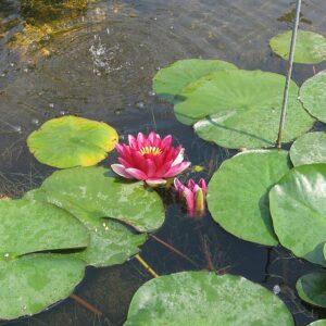 Nymphaea ‘Escarboucle’