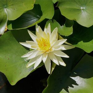 Nymphaea ‘Odorata Sulphurea’