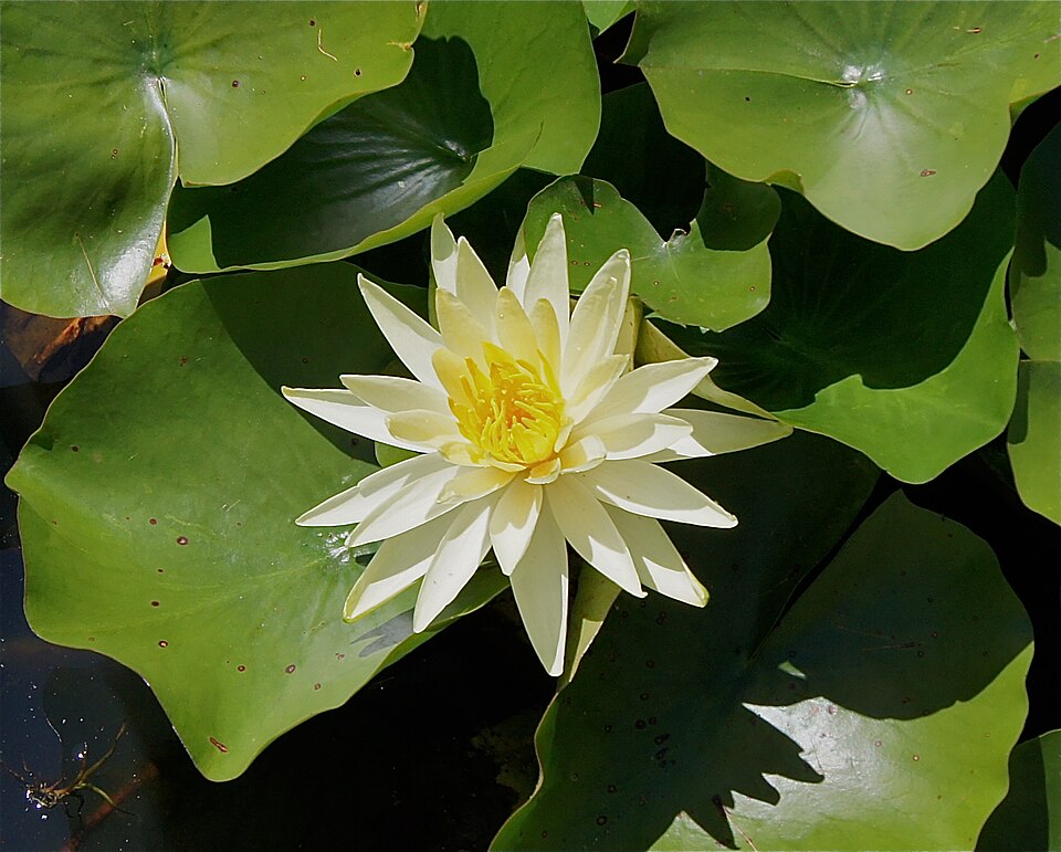 Nymphaea ‘Odorata Sulphurea’