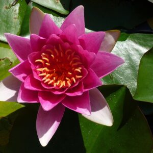 Nymphaea ‘Formosa’