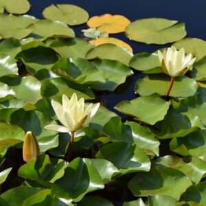 Nymphaea ‘Marliacea Chromatella’ – foto illustrativa della pianta