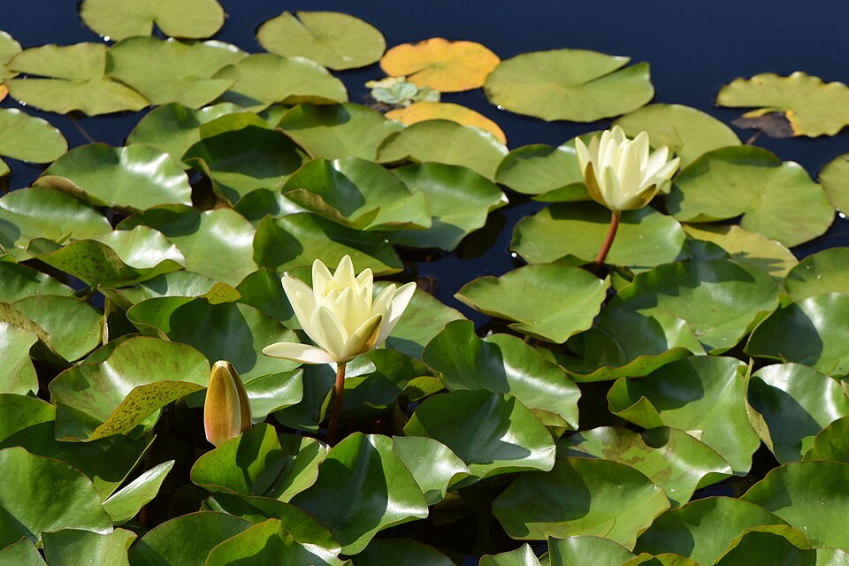 Nymphaea ‘Marliacea Chromatella’ – foto illustrativa della pianta