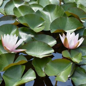 Nymphaea ‘Marliacea rosea’ – foto illustrativa della pianta