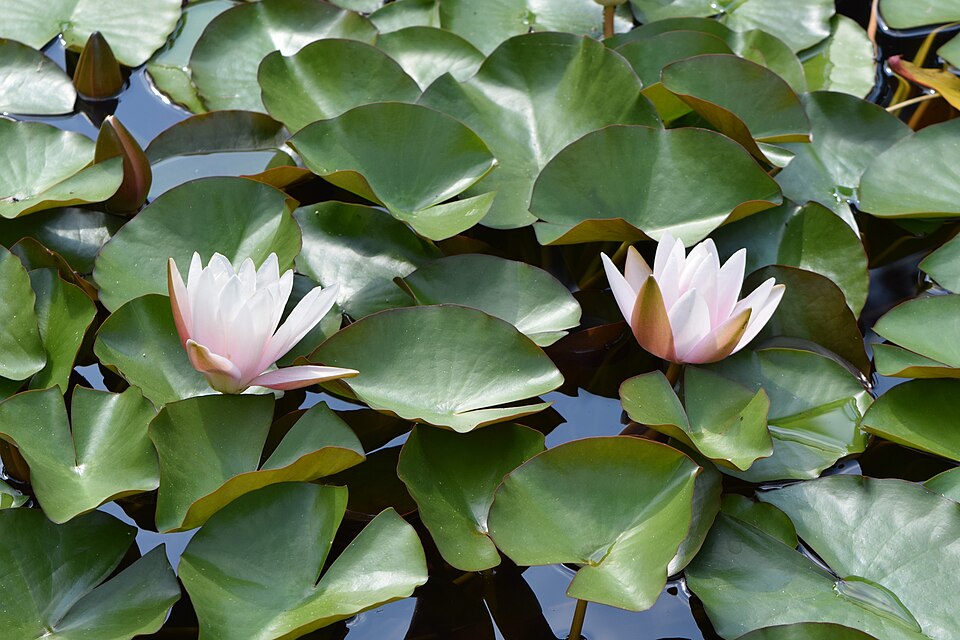 Nymphaea ‘Marliacea rosea’ – foto illustrativa della pianta