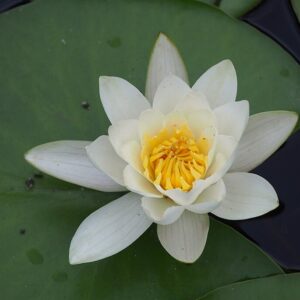 Nymphaea ‘Pygmaea Alba’