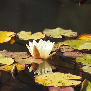 Nymphaea ‘Sunrise’