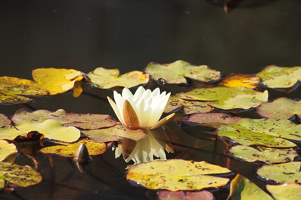 Nymphaea ‘Sunrise’