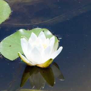 Nymphaea ‘Hermine’