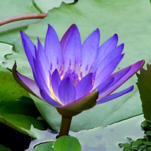 Nymphaea ‘King of the Blues’