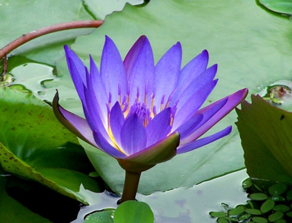 Nymphaea ‘King of the Blues’