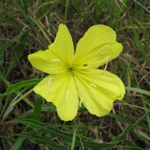 Oenothera missuriensis (macrocarpa) – foto illustrativa della pianta