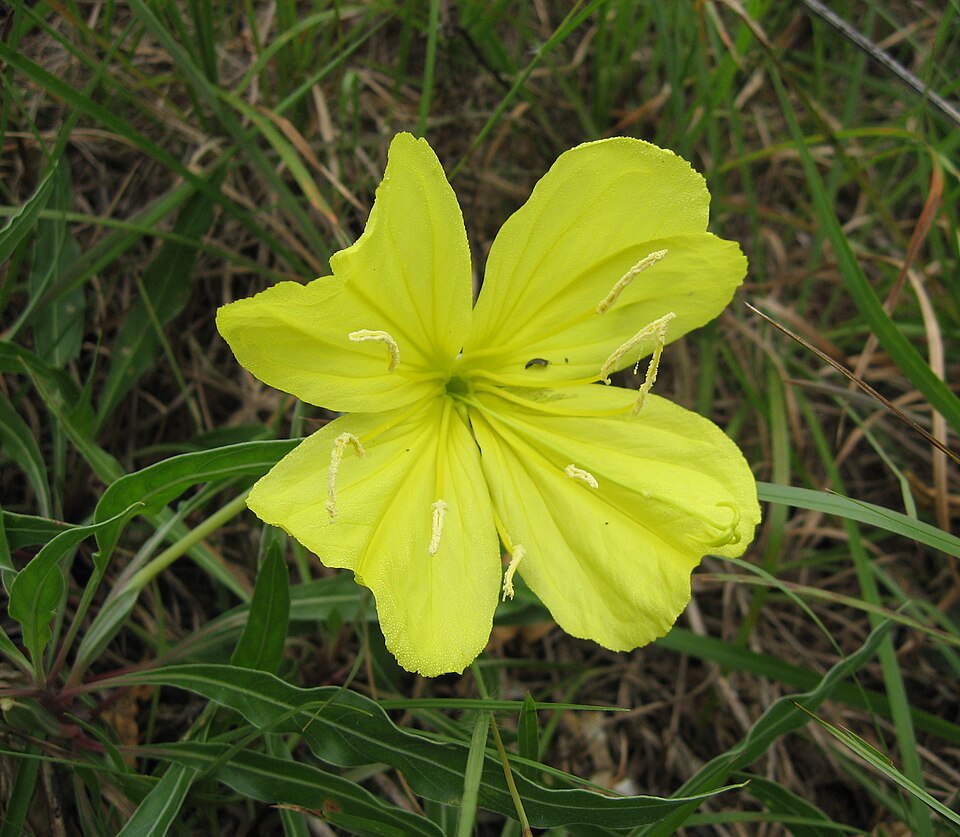 Oenothera missuriensis (macrocarpa) – foto illustrativa della pianta