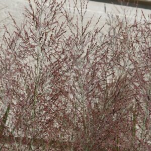 Panicum virgatum ‘Dallas Blues’ – foto illustrativa della pianta