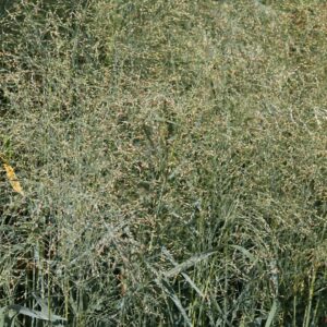 Panicum virgatum ‘Prairie Sky’ – foto illustrativa della pianta